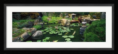 Framed Japanese Garden at University of California Print