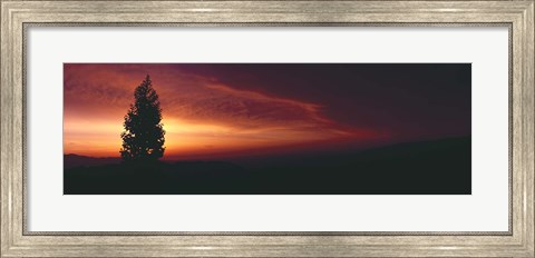 Framed Silhouette of tree at sunset, Anza Borrego Desert State Park, Borrego Springs, California, USA Print