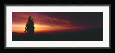 Framed Silhouette of tree at sunset, Anza Borrego Desert State Park, Borrego Springs, California, USA Print
