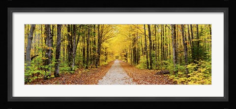 Framed Trees along a pathway in autumn, Hiawatha National Forest, Alger County, Upper Peninsula, Michigan, USA Print