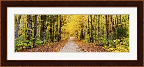 Framed Trees along a pathway in autumn, Hiawatha National Forest, Alger County, Upper Peninsula, Michigan, USA Print
