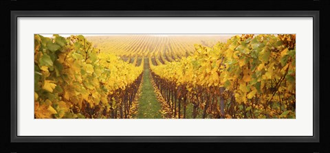 Framed Vine crop in a vineyard, Riquewihr, Alsace, France Print