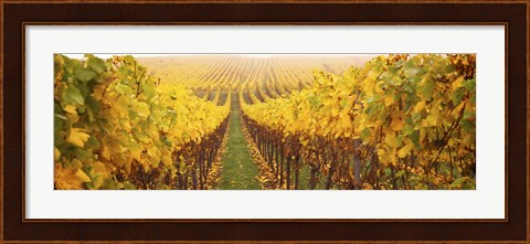 Framed Vine crop in a vineyard, Riquewihr, Alsace, France Print