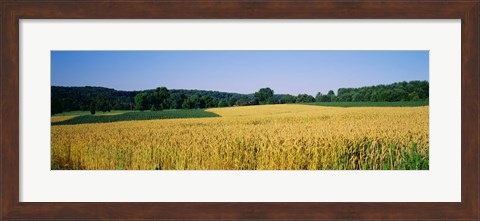 Framed Field Crop, Maryland, USA Print