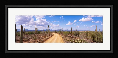 Framed Road, Saguaro National Park, Arizona, USA Print