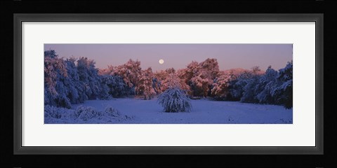 Framed Snow covered forest at dawn, Denver, Colorado, USA Print
