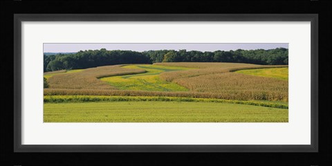 Framed Field Of Corn Crops, Baltimore, Maryland, USA Print
