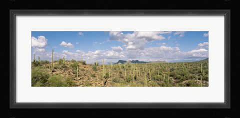 Framed Saguaro National Park Tucson AZ USA Print