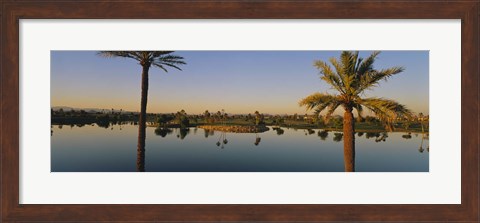 Framed Palm trees at the lakeside, Phoenix, Maricopa County, Arizona, USA Print