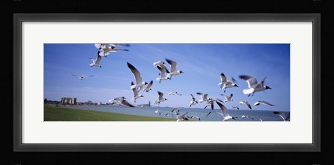 Framed Flock of seagulls flying on the beach, New York State, USA Print