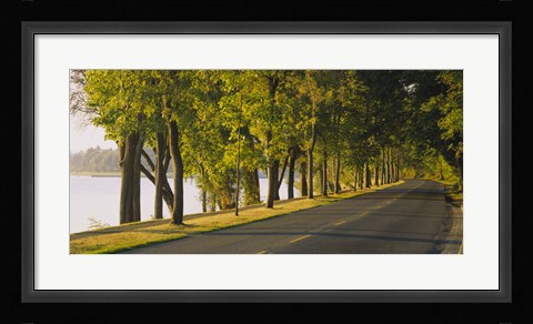 Framed Trees along a road, Lake Washington Boulevard, Seattle, Washington State, USA Print