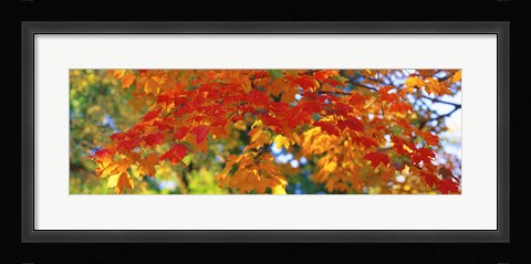 Framed Fall Foliage, Guilford, Baltimore City, Maryland, USA Print