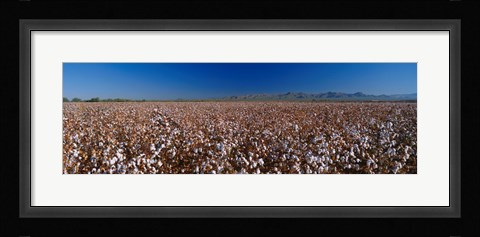 Framed Cotton Field Print