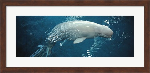 Framed Close-up of a Beluga whale in an aquarium, Shedd Aquarium, Chicago, Illinois, USA Print