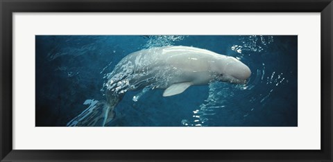 Framed Close-up of a Beluga whale in an aquarium, Shedd Aquarium, Chicago, Illinois, USA Print