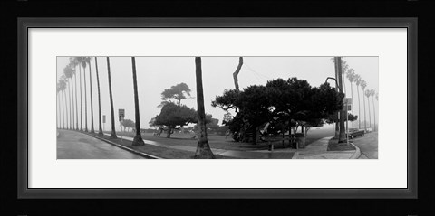 Framed Palm Trees And Fog, San Diego, California Print