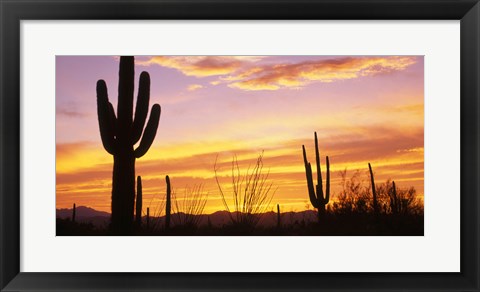 Framed Sunset Saguaro Cactus Saguaro National Park AZ Print
