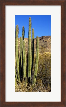 Framed Organ Pipe Cactus in Arizona (vertical) Print