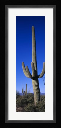 Framed Saguaro Cactus AZ Print
