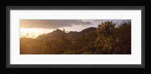 Framed Cholla Cactus in a field, Phoenix, Maricopa County, Arizona, USA Print