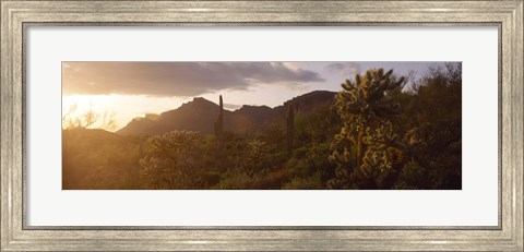 Framed Cholla Cactus in a field, Phoenix, Maricopa County, Arizona, USA Print