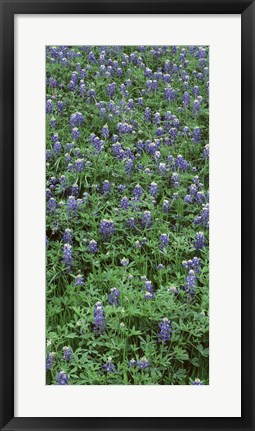 Framed High angle view of plants, Bluebonnets, Austin, Texas, USA Print