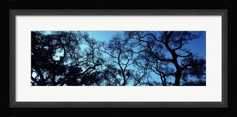 Framed Silhouette of an Oak tree, Oakland, California, USA Print