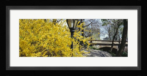 Framed Forsythia in bloom, Central Park, Manhattan, New York City, New York State, USA Print