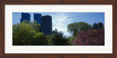 Framed Low angle view of skyscrapers viewed from a park, Central Park, Manhattan, New York City, New York State, USA Print