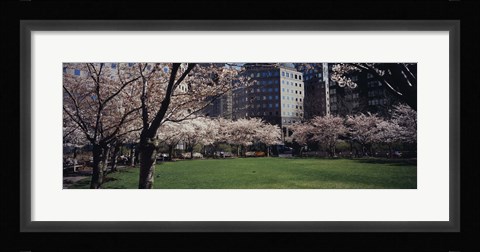 Framed White flowering trees in a park, Central Park, Manhattan, New York City, New York State, USA Print