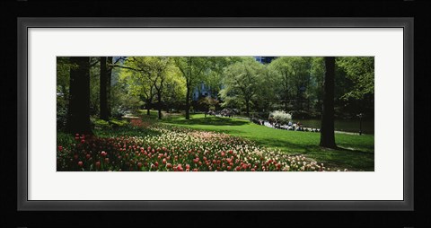 Framed Flowers in a park, Central Park, Manhattan, New York City, New York State, USA Print