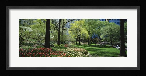 Framed Red and white tulips around trees, Central Park, Manhattan, New York City, New York State, USA Print