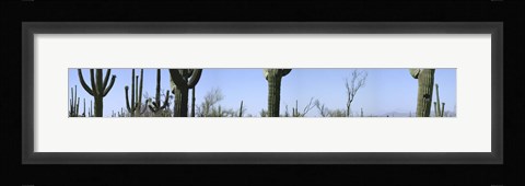 Framed Mid section view of cactus, Saguaro National Park, Tucson, Arizona, USA Print
