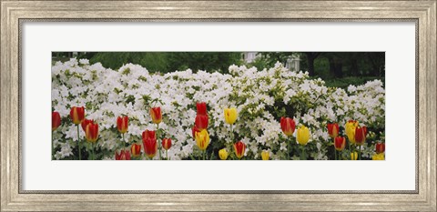 Framed Flowers in a garden, Sherwood Gardens, Baltimore, Maryland, USA Print