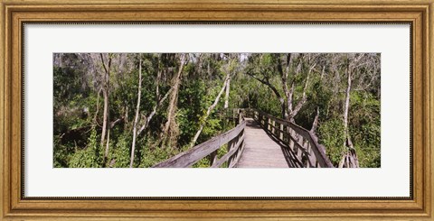 Framed Boardwalk passing through a forest, Lettuce Lake Park, Tampa, Hillsborough County, Florida, USA Print