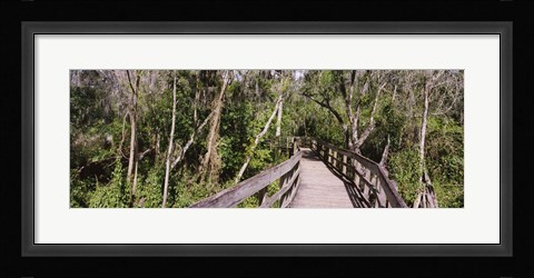 Framed Boardwalk passing through a forest, Lettuce Lake Park, Tampa, Hillsborough County, Florida, USA Print