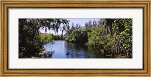 Framed River passing through a forest, Hillsborough River, Lettuce Lake Park, Tampa, Hillsborough County, Florida, USA Print