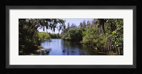 Framed River passing through a forest, Hillsborough River, Lettuce Lake Park, Tampa, Hillsborough County, Florida, USA Print