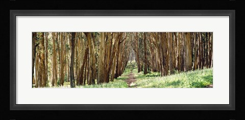Framed Walkway passing through a forest, The Presidio, San Francisco, California, USA Print