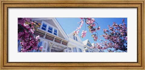 Framed Low angle view of Cherry Blossom flowers in front of buildings, San Francisco, California, USA Print
