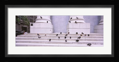 Framed Flock of pigeons on steps, San Francisco, California, USA Print
