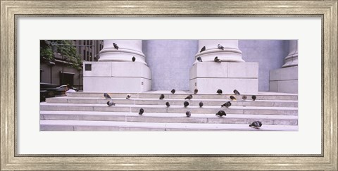 Framed Flock of pigeons on steps, San Francisco, California, USA Print