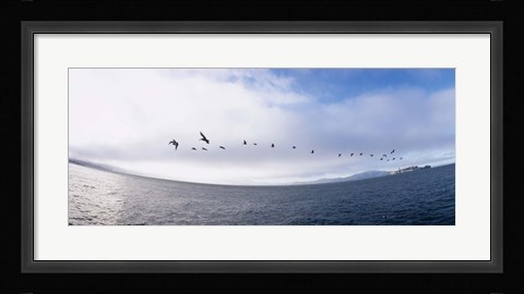 Framed Pelicans flying over the sea, Alcatraz, San Francisco, California, USA Print