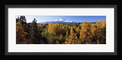 Framed Cottonwood trees in a forest, Mt Hood, Hood River, Mt. Hood National Forest, Oregon, USA Print