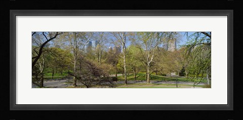 Framed Trees in a park, Central Park West, Central Park, Manhattan, New York City, New York State, USA Print