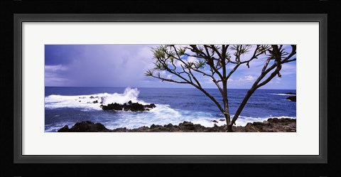 Framed Tree on the coast, Honolulu Nui Bay, Nahiku, Maui, Hawaii, USA Print
