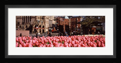 Framed Tulips in a garden with Old South Church in the background, Copley Square, Boston, Suffolk County, Massachusetts, USA Print