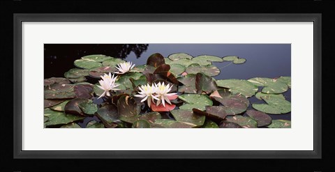 Framed Water lilies in a pond, Olbrich Botanical Gardens, Madison, Wisconsin Print