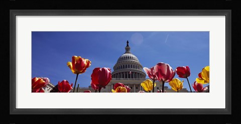 Framed Tulips with a government building in the background, Capitol Building, Washington DC, USA Print