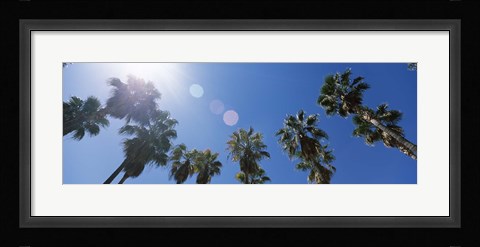 Framed Low angle view of palm trees, Downtown San Jose, San Jose, Santa Clara County, California, USA Print